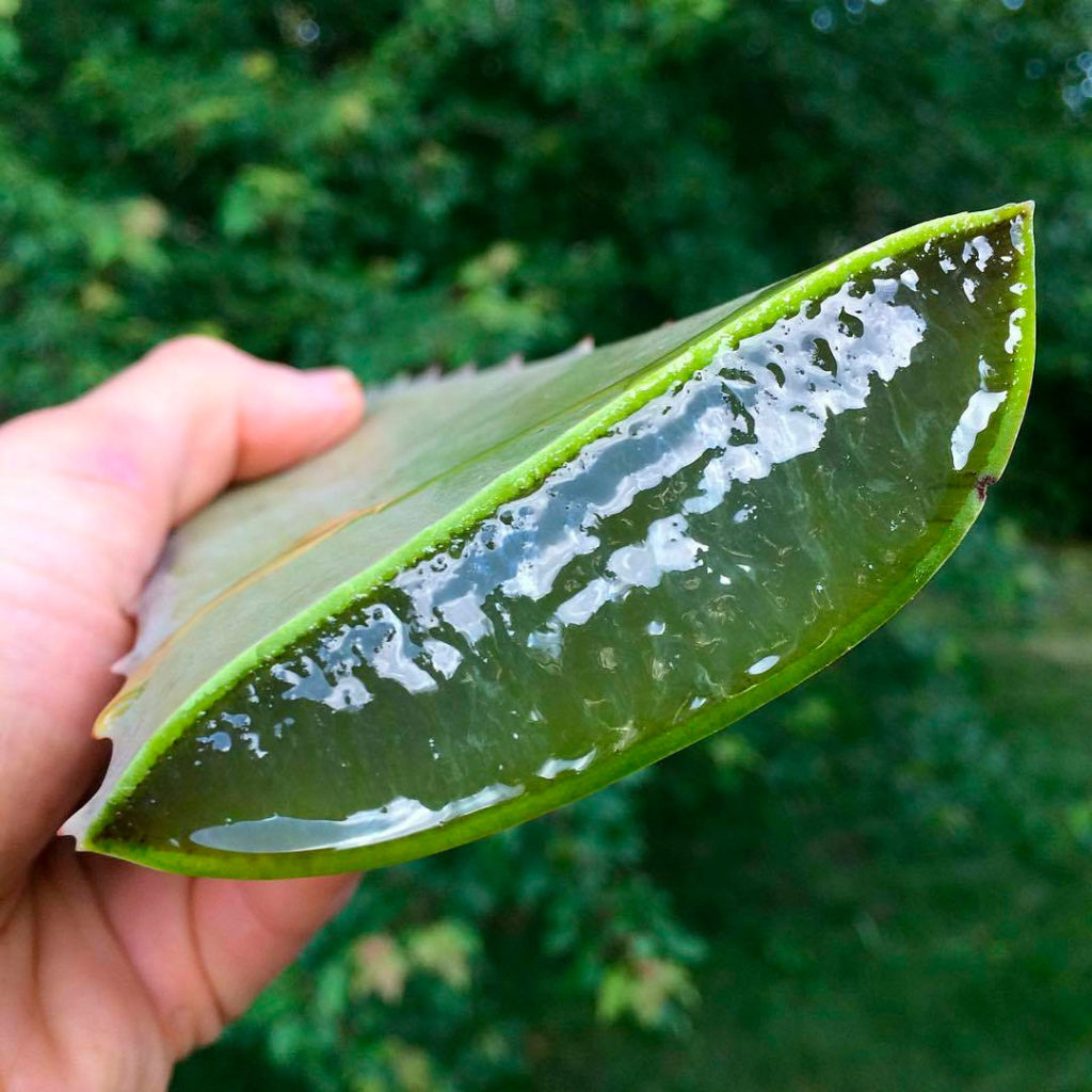 aloe vera en cuisine