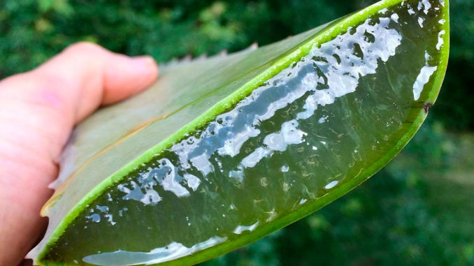 aloe vera en cuisine