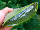 aloe vera en cuisine