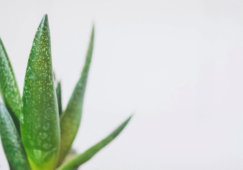 aloe vera en cuisine